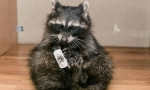 Okouzlující fidget: obsah raccoon-tyče doma
